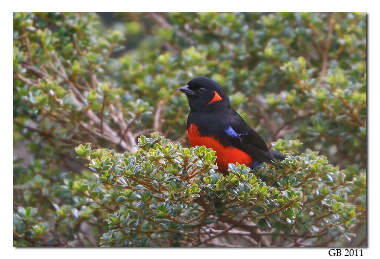 SCARLET-BELLIED MOUNTAIN TANAGER